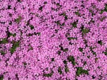 Polster-Flammenblume &#8218;Zwergenteppich&#8216;, Phlox subulata &#8218;Zwergenteppich&#8216;, Topfware