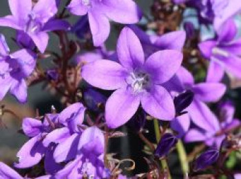 Polster-Glockenblume 'Catharina', Campanula portenschlagiana 'Catharina', Topfware