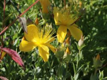 Polster-Johanniskraut &#8218;Grandiflorum&#8216;, Hypericum polyphyllum &#8218;Grandiflorum&#8216;, Topfware