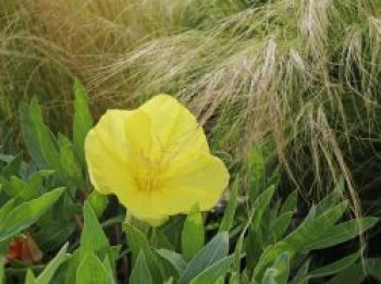 Polster Nachtkerze, Oenothera macrocarpa, Topfware