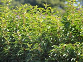 Portugiesische Lorbeerkirsche 'Angustifolia', 100-125 cm, Prunus lusitanica 'Angustifolia', Containerware