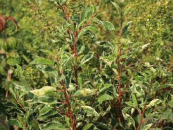 Portugiesische Lorbeerkirsche 'Variegata', 80-100 cm, Prunus lusitanica 'Variegata', Containerware XXL