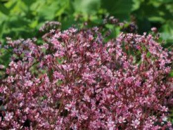 Porzellanblümchen &#8218;Clarence Elliott&#8216;, Saxifraga x urbium &#8218;Clarence Elliott&#8216;, Topfware