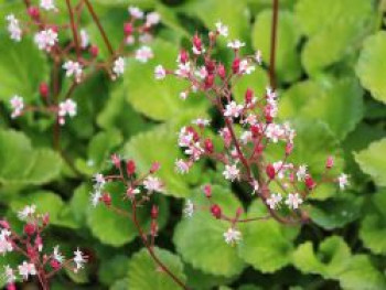 Porzellanblümchen, Saxifraga x urbium, Topfware