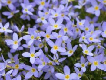 Porzellansternchen, Houstonia caerulea, Topfware