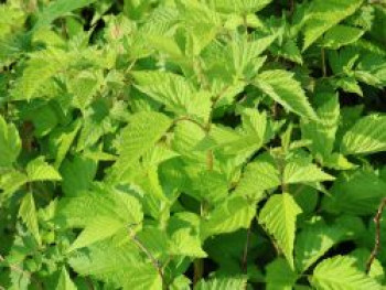 Pracht-Himbeere 'Olympic Double', 15-20 cm, Rubus spectabilis 'Olympic Double', Containerware