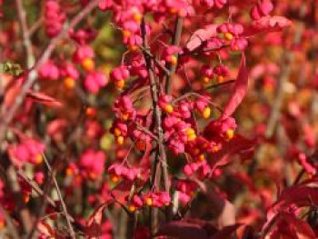 Pracht-Pfaffenhütchen / Spindelstrauch &#8218;Red Cascade&#8216;, 30-40 cm, Euonymus europaeus &#8218;Red Cascade&#8216;, Containerware