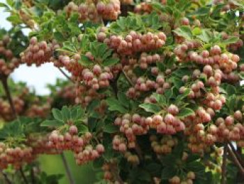 Prachtglocke, 100-125 cm, Enkianthus campanulatus, Containerware