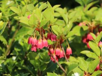 Prachtglocke &#8218;Ruby Glow&#8216;, 40-60 cm, Enkianthus campanulatus &#8218;Ruby Glow&#8216;, Containerware