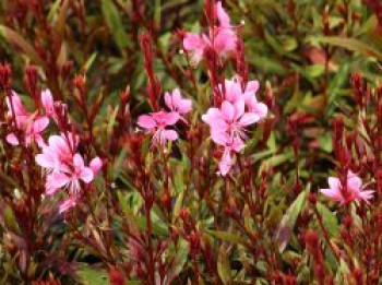 Prachtkerze 'Baby Butterfly Dark Pink', Oenothera lindheimeri 'Baby Butterfly Dark Pink', Containerware