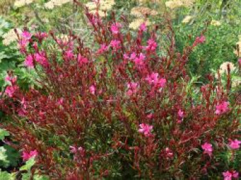Prachtkerze 'Gaudi Red', Oenothera lindheimeri 'Gaudi Red', Topfware