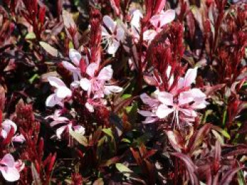 Prachtkerze 'Gaudi Rose', Oenothera lindheimeri 'Gaudi Rose', Topfware