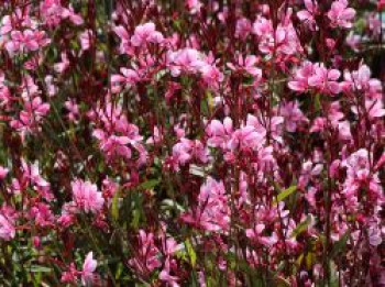 Prachtkerze 'Lillipop Pink', Oenothera lindheimeri 'Lillipop Pink', Containerware