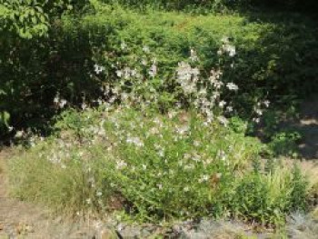 Prachtkerze, Oenothera lindheimeri, Topfware