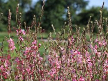 Prachtkerze 'Rosy Jane', Oenothera lindheimeri 'Rosy Jane', Topfware