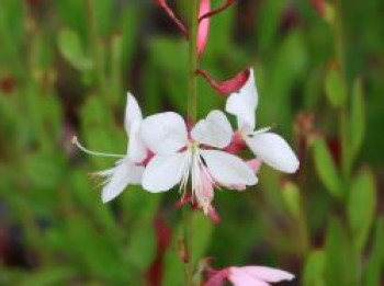 Prachtkerze 'Sparkle White', Oenothera lindheimeri 'Sparkle White', Topfware