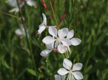 Prachtkerze 'Summer Breeze', Oenothera lindheimeri 'Summer Breeze', Topfware