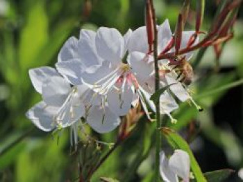 Prachtkerze &#8218;Whirling Butterflies&#8216;, Oenothera lindheimeri &#8218;Whirling Butterflies&#8216;, Topfware