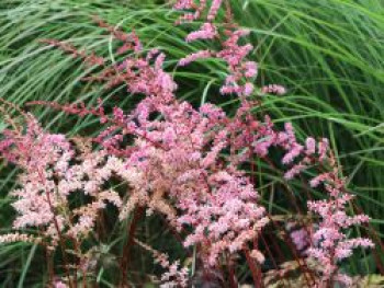 Prachtspiere &#8218;Colour Flash&#8216;, Astilbe x cultorum &#8218;Colour Flash&#8216;, Topfware