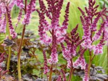 Prachtspiere 'Dark Side of the Moon', Astilbe 'Darkside of the Moon', Topfware