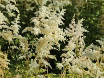 Prachtspiere 'Deutschland', Astilbe japonica 'Deutschland', Containerware