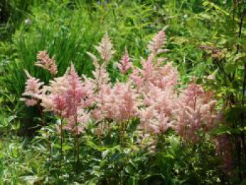 Prachtspiere 'Europa', Astilbe japonica 'Europa', Topfware