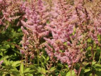 Prachtspiere &#8218;Finale&#8216;, Astilbe chinensis &#8218;Finale&#8216;, Topfware