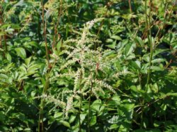 Prachtspiere 'Irrlicht', Astilbe japonica 'Irrlicht', Topfware