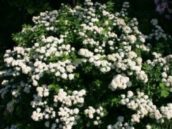 Prachtspiere, 100-150 cm, Spiraea vanhouttei, Containerware