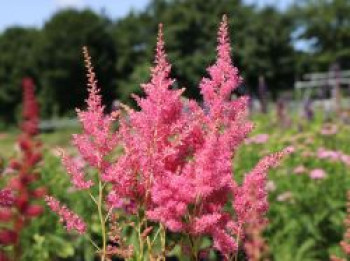 Prachtspiere &#8218;Mainz&#8216;, Astilbe japonica &#8218;Mainz&#8216;, Topfware