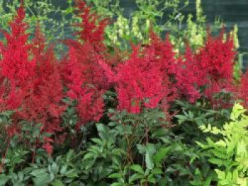 Prachtspiere &#8218;Montgomery&#8216;, Astilbe japonica &#8218;Montgomery&#8216;, Topfware