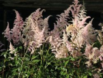 Prachtspiere &#8218;Peach Blossom&#8216;, Astilbe japonica &#8218;Peach Blossom&#8216;, Topfware