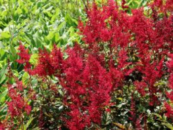 Prachtspiere 'Red Sentinel', Astilbe japonica 'Red Sentinel', Containerware