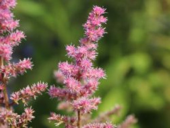 Prachtspiere &#8218;Veronica Klose&#8216;, Astilbe chinensis &#8218;Veronica Klose&#8216;, Topfware