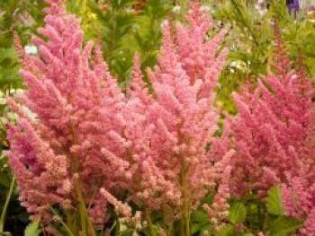 Prachtspiere 'Vision in Pink', Astilbe chinensis 'Vision in Pink', Containerware