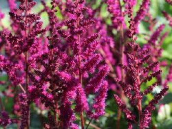 Prachtspiere &#8218;Vision in Red&#8216; ®, Astilbe chinensis &#8218;Vision in Red&#8216;  ®, Topfware