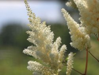 Prachtspiere &#8218;Vision in White&#8216; ®, Astilbe chinensis &#8218;Vision in White&#8216; ®, Topfware