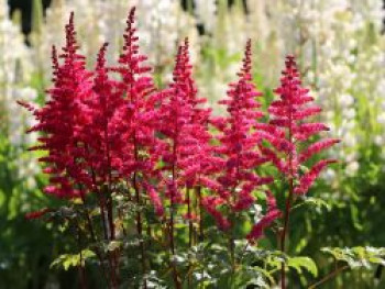 Prachtspiere &#8218;Younique Carmine&#8216; ®, Astilbe japonica &#8218;Younique Carmine&#8216; ®, Topfware