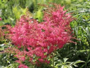 Prachtspiere &#8218;Younique Cerise&#8216; ®, Astilbe japonica &#8218;Younique Cerise&#8216; ®, Topfware