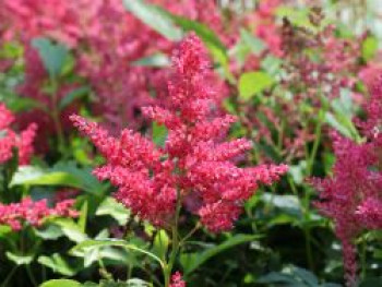 Prachtspiere &#8218;Younique ® Fireberry&#8216;, Astilbe japonica &#8218;Younique ® Fireberry&#8216;, Topfware