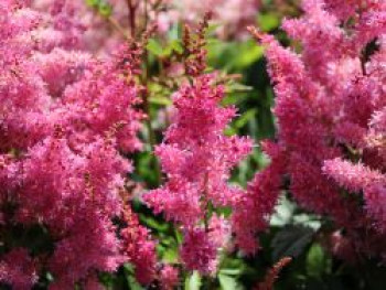 Prachtspiere &#8218;Younique Lilac&#8216; ®, Astilbe japonica &#8218;Younique Lilac&#8216; ®, Topfware