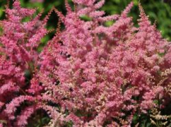 Prachtspiere &#8218;Younique Pink&#8216;, Astilbe japonica &#8218;Younique Pink&#8216; ®, Topfware