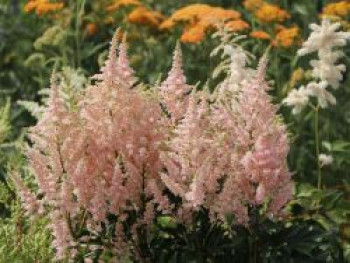 Prachtspiere &#8218;Younique Salmon&#8216;, Astilbe japonica &#8218;Younique Salmon&#8216;, Topfware