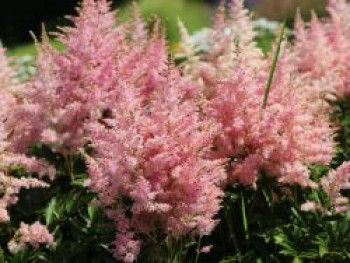 Prachtspiere &#8218;Younique Silver Pink&#8216; ®, Astilbe x cultorum &#8218;Younique Silver Pink&#8216; ®, Topfware