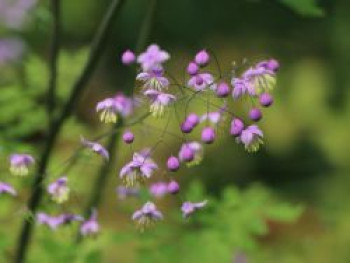 Prächtige Wiesenraute, Thalictrum rochebruneanum, Topfware