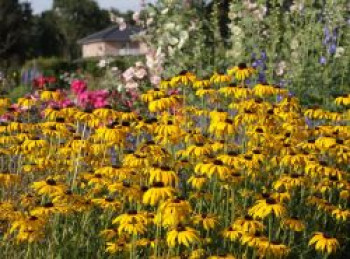 Prächtiger Sonnenhut, Rudbeckia fulgida var. speciosa, Topfware