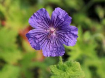 Prächtiger Storchschnabel &#8218;Anemoniflorum&#8216;, Geranium x magnificum &#8218;Anemoniflorum&#8216;, Topfware