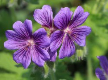 Prächtiger Storchschnabel &#8218;Rosemoor&#8216;, Geranium x magnificum &#8218;Rosemoor&#8216;, Topfware