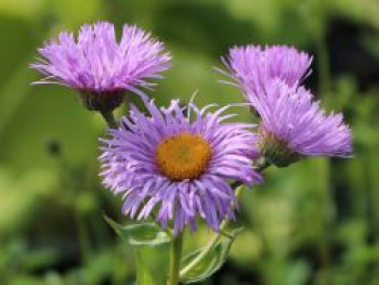 Prächtiges Berufkraut, Erigeron speciosus, Topfware