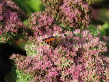 Prächtiges Fettblatt 'Brillant', Sedum spectabile 'Brillant', Containerware